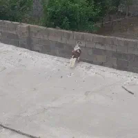 کبوتر تهرانی