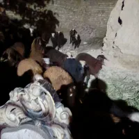 بره