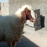 بره قوچ سنجابی  میش گوسفند بره ماده در کرمانشاه
