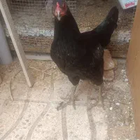 مرغ