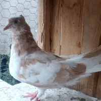 کفتر . زینتی . پرشی . گرفتنی
