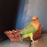 جوجه کوتوله برزیلی|پرنده|طرقبه, |دیوار