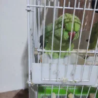 طوطی ملنگو مولد|پرنده|نجفآباد, فرخی|دیوار