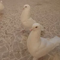 کبوتر سفید نژاد درشت هیکل راعبی کربلای