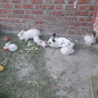 فروش خرگوش|موش و خرگوش|بوکان, |دیوار