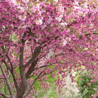 شرکت خدماتی نظافتی الماس پاک کاسپین