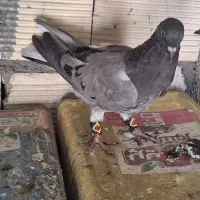 کبوتر|پرنده|فولادشهر, مسکن مهر فولادشهر|دیوار