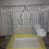 قفس عروس هلندی نونو