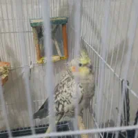 پرنده عروس هلندی