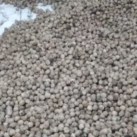 گردوی مرغوب ملابر  مغز پر وشیرین|حراج|بیستون, |دیوار