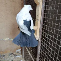 کبوتر|پرنده|آباده, |دیوار