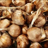 پیاز زعفران درجه 1|گل و گیاه طبیعی|گناباد, |دیوار