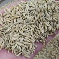 جو دیم تمیز و داس درو بدون خوردگی