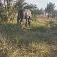 کره اسب عرب کرد