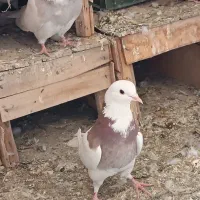 کبوتر|پرنده|اصفهان, بوستان ناژوان|دیوار