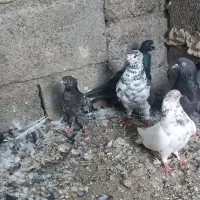 کفتر