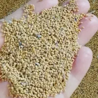 بذریو نجه تازه درشت