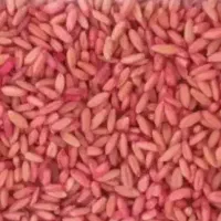 گندم اصلاح شده