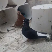 سرخ دمسفید و زاغ دمسفید  نروماده