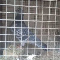 کبوتر پلاکی مسافتی