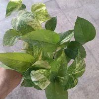 گل و گیاه طبیعی و تعویض با کتاب و کاغذ