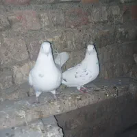 کبوتر خال سرور