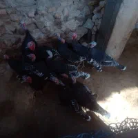 بوقلمون های جوان|حیوانات مزرعه|قیدار, |دیوار