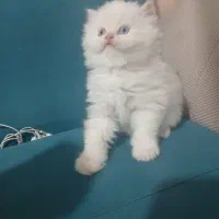 توله گربه پرشین