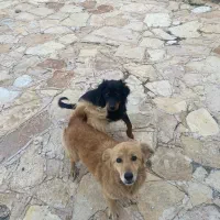 واگذاری سگ کوکر اشپیتز