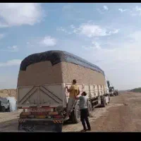 کاه نیشکر جایگزین کاه گندم ارزان و بصرفه