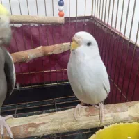 عروس هلندی سخنگو باهوش|پرنده|هشتگرد, شهرک فرهنگیان|دیوار