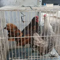 مرغ و خروس مینیاتوری|حیوانات مزرعه|چابکسر, |دیوار
