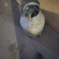 کپسول بوتان