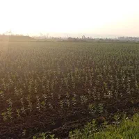 مزرعه باقالی ، ۱ هکتار ، کاشت ردیفی|خوردنی و آشامیدنی|امامزاده عبدالله, |دیوار