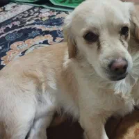 سگ گمشده|حیوانات|ساوه, |دیوار