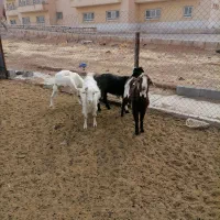 فروش بز|حیوانات مزرعه|شهرکرد, |دیوار