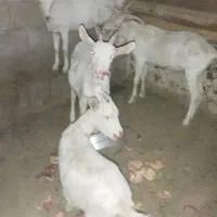 بز و کره نر سنا|حیوانات مزرعه|خفر, |دیوار