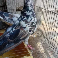 گرگی|پرنده|قشم, |دیوار
