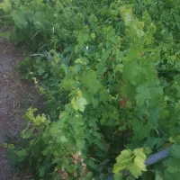 نهال انگور بی دانه