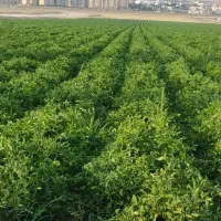 اجاره 15هکتار زمین کشاورزی در صدرا