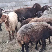 میش بره افشاری|حیوانات مزرعه|خمینیشهر, |دیوار