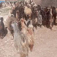 بز وکهره