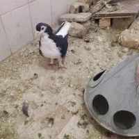 ساده سیاه قلدر