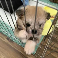 واگزاری سگ شیرانی