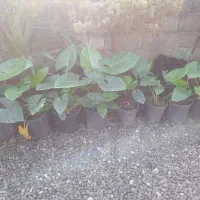 گل بابا آدم