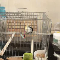 جفت عروس هلندی مولد همراه جوجه|پرنده|فردیس, شهرک هفده شهریور|دیوار