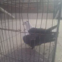جفت کربلای