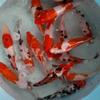 ماهی کوی نژاد دار و غذای کوی