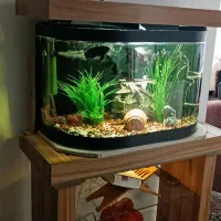 اکواریوم شیشه خم با میز نو و دوتا ماهی۱۵تا۲۰ سانتی