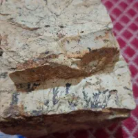 سنگ شجر فسیل